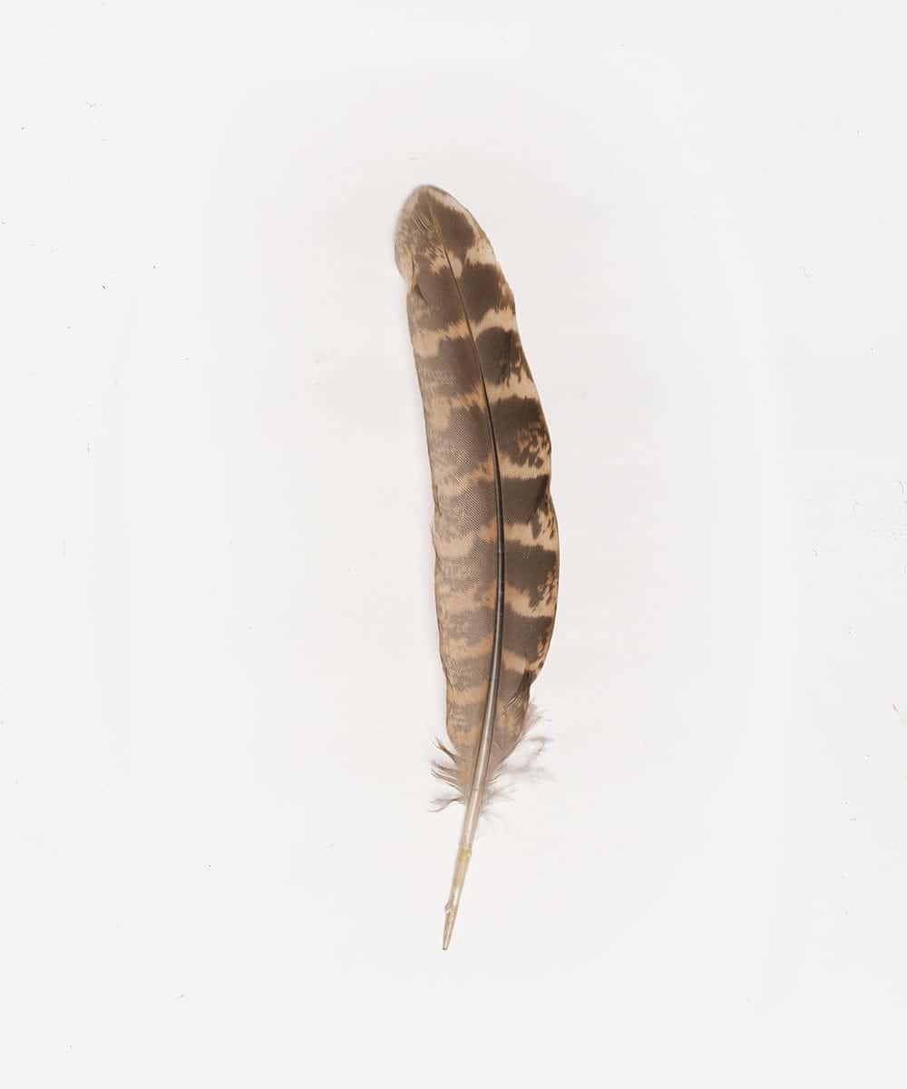 Greater Prairie Chicken Hat Feather