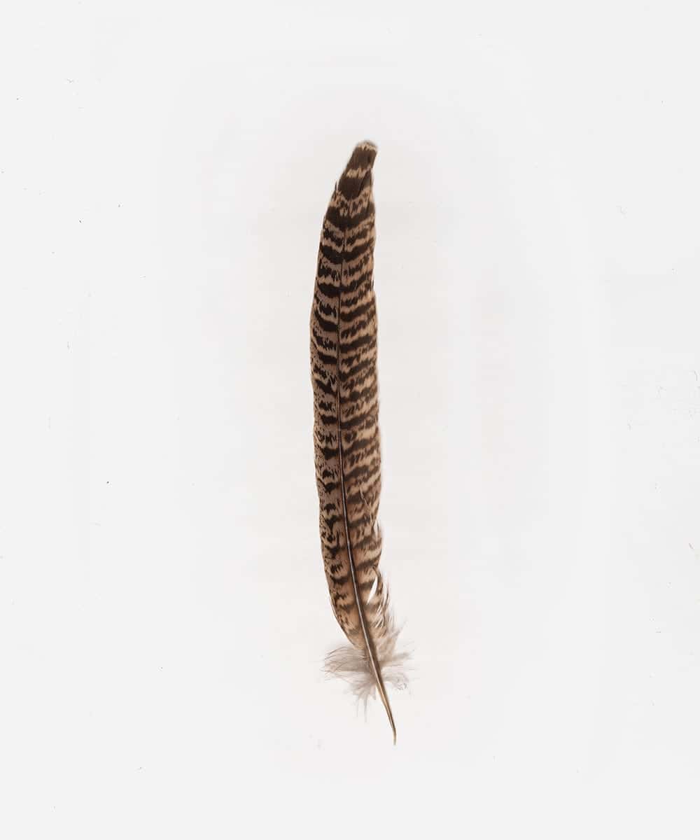 Ringneck Hat Feather – Luxe Accen