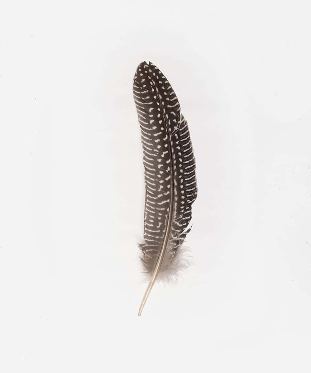 Guinea Rounds Hat Feather