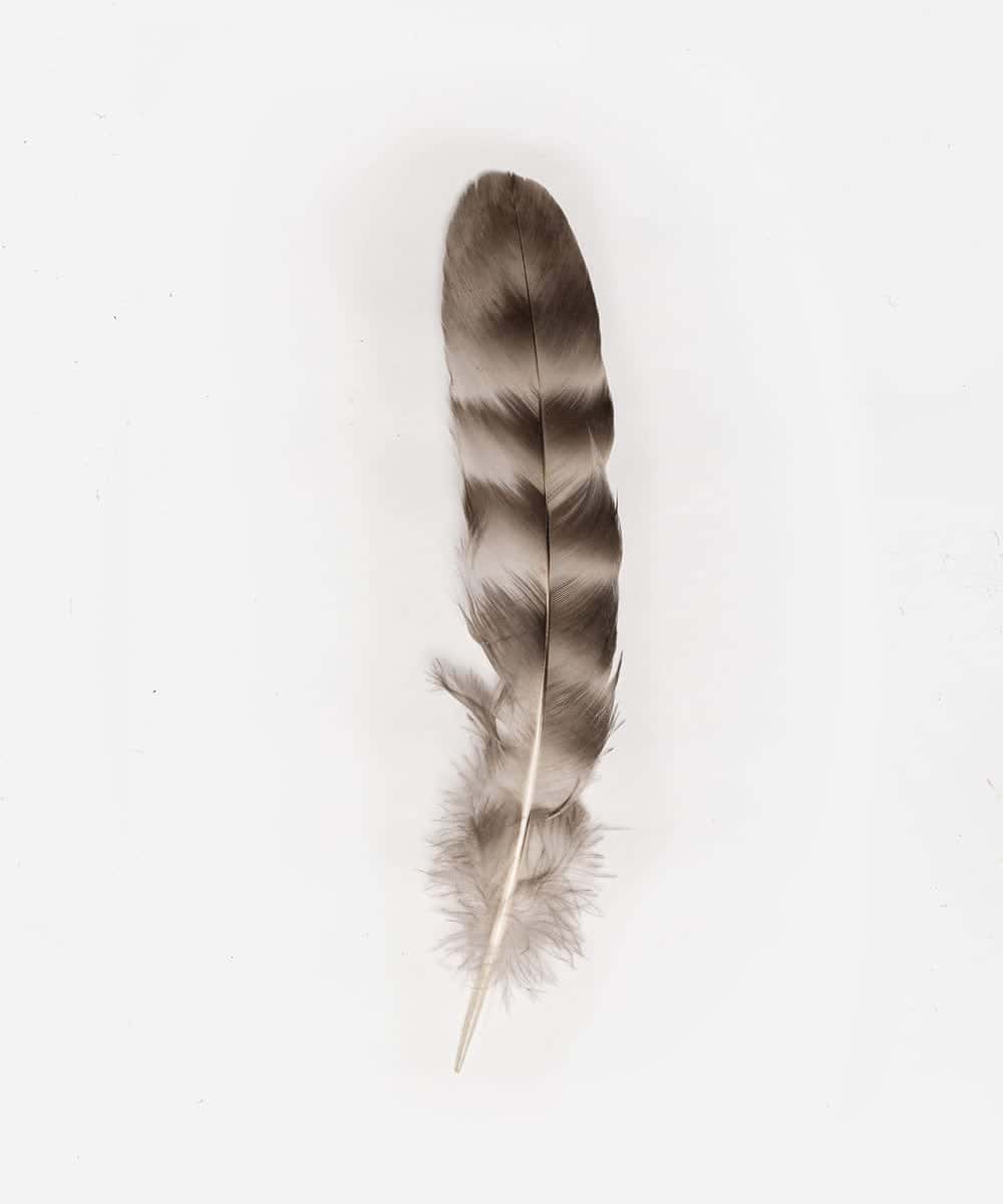 Natural Grey Chinchilla Hat Feather