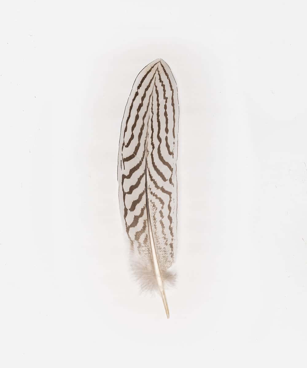 LuxeBrims Natural Hat Feather Accent